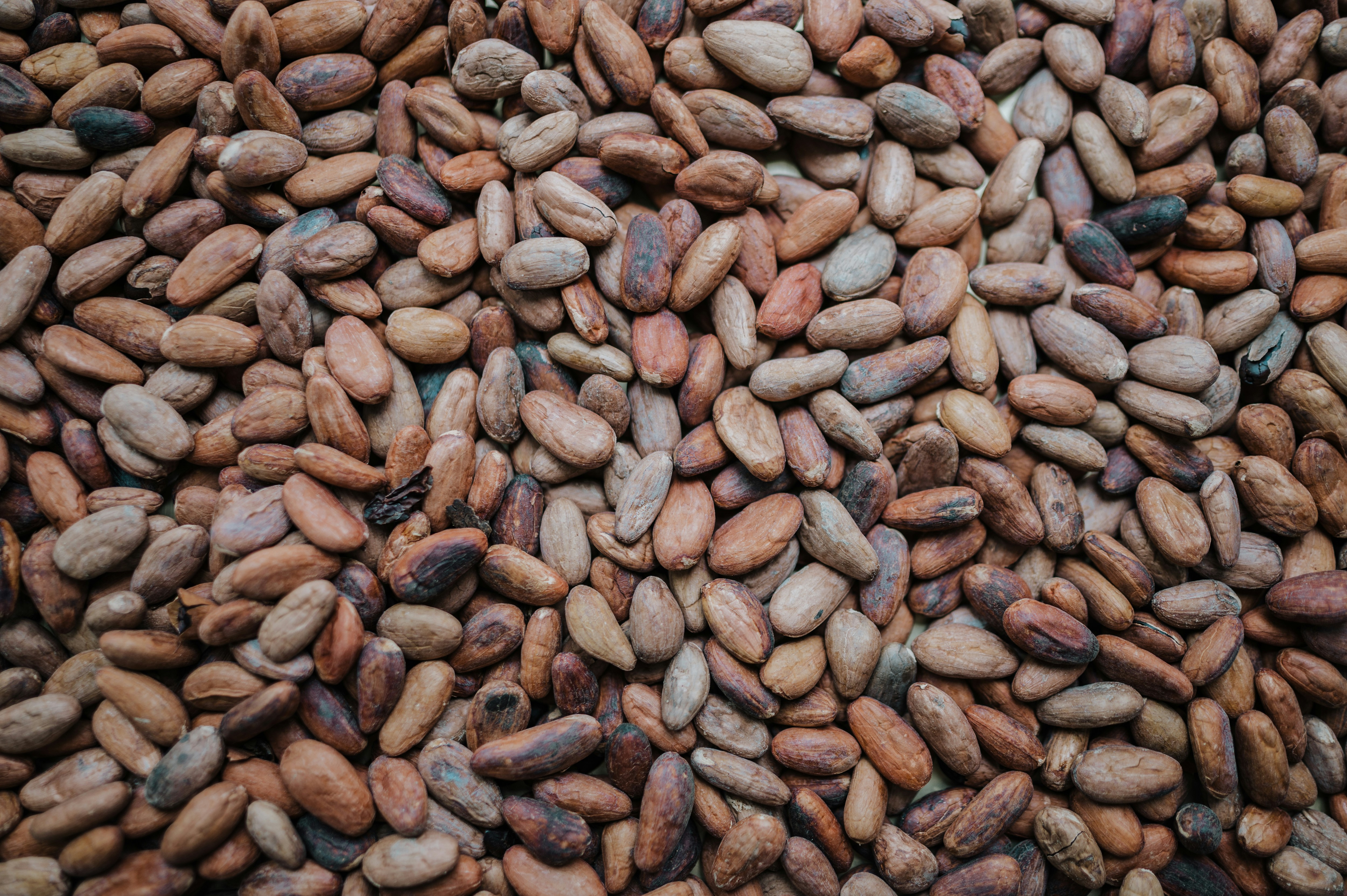 Cocoa Beans