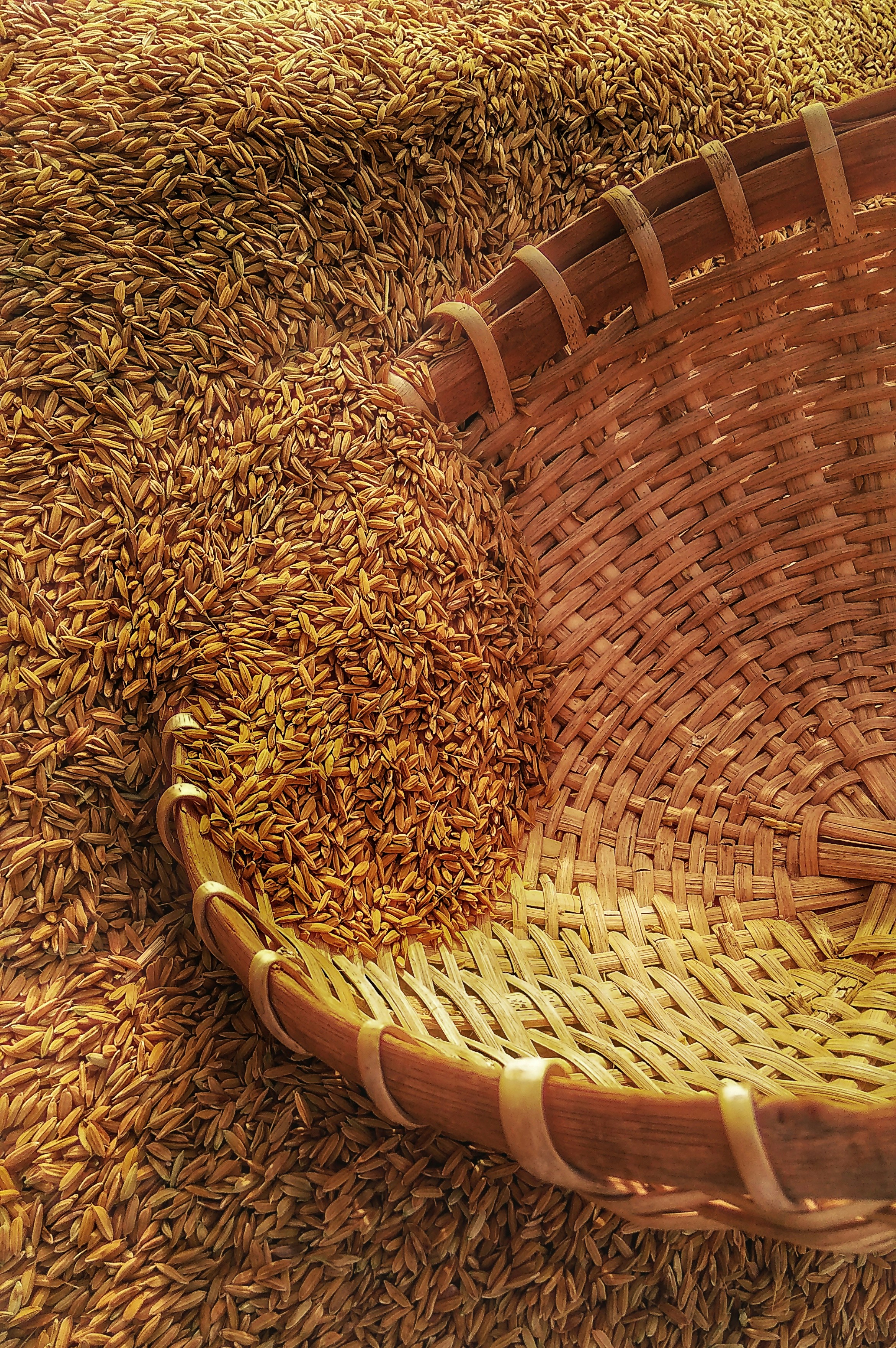 Wheat Grain