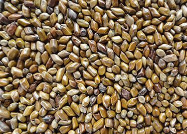 Cassia Tora Seeds